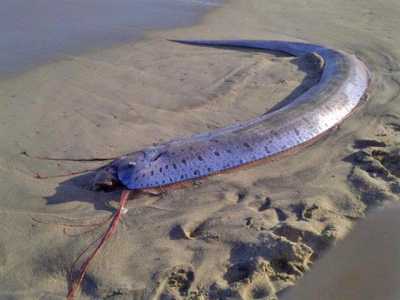 Affascinante � poi il rarissimo pesce �re di aringhe�. Il Regalecus glesne ha un corpo davvero strano, quasi nastriforme, di colore argento con una pinna dorsale di un colore rosso acceso..(foto di Katia Cao)